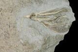 Two Fossil Crinoids (Dichocrinus & Cercidocrinus) - Gilmore City, Iowa #149035-2